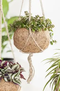 sedum makinoides - afbeelding 2