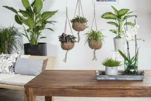 sedum makinoides - afbeelding 5