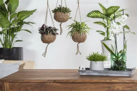 sedum makinoides - afbeelding 3