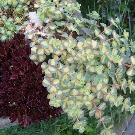kleine pot