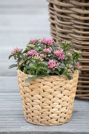 sedum spot on - afbeelding 3