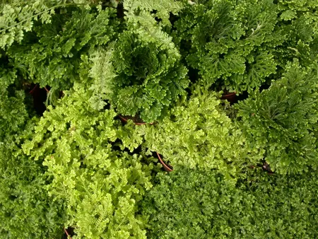 selaginella - afbeelding 2