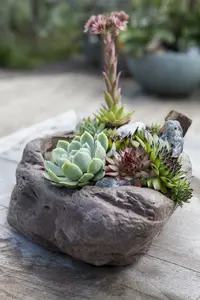 mix 8.5 - afbeelding 4