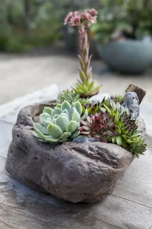 trio 13.0 - afbeelding 4