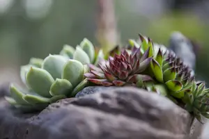 mix 8.5 - afbeelding 5