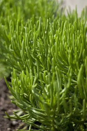 hangplant - afbeelding 1