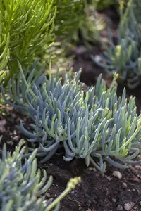 hangplant - afbeelding 2