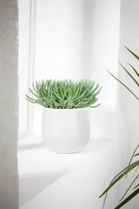 hangplant - afbeelding 3