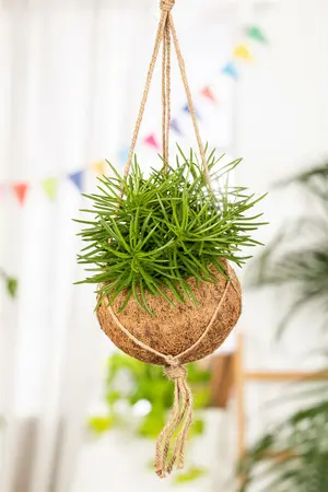 senecio archeri himalaya - afbeelding 1