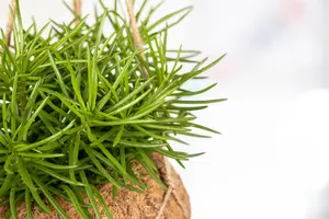 senecio archeri himalaya - afbeelding 2