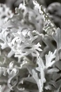 p 10,5 - afbeelding 3