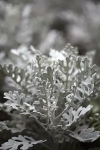 p 10,5 - afbeelding 5