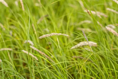 sesleria autumnalis - afbeelding 1