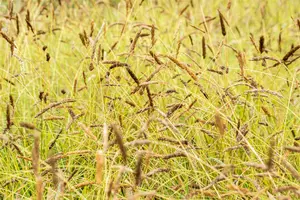 sesleria nitida  glauca 
