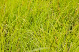 pot 9cm - afbeelding 4