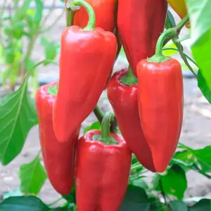 spaanse peper