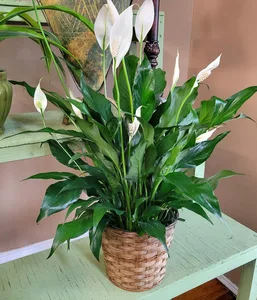 spathiphyllum
