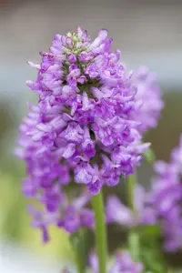 stachys monnieri  hummelo  - afbeelding 1