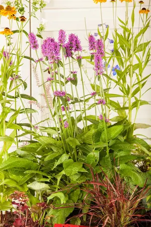 stachys monnieri  hummelo  - afbeelding 5