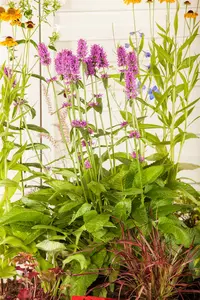 stachys monnieri  hummelo  - afbeelding 5