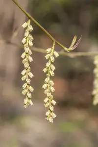 stachyurus chinensis joy forever