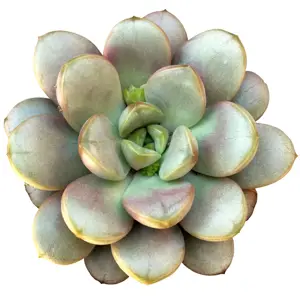 succulent