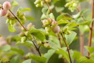 symphoricarpos doorenbosii magic berry