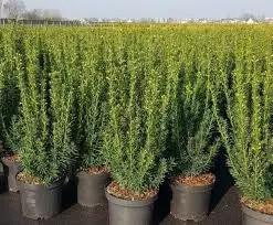 taxus baccata