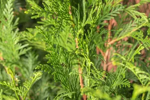 thuja pl.  atrovirens   kluit 150/175 - afbeelding 1