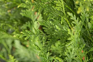 thuja pl.  atrovirens   kluit 150/175 - afbeelding 2