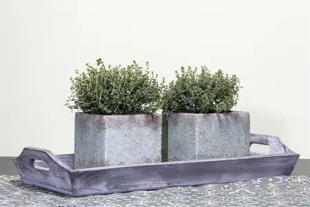 thymus vulgaris - afbeelding 2