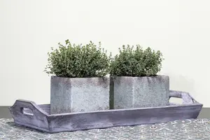 thymus vulgaris - afbeelding 2