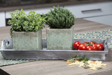 thymus vulgaris - afbeelding 4