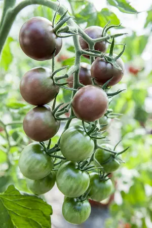 tomaat black cherry h