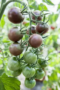 tomaat black cherry h