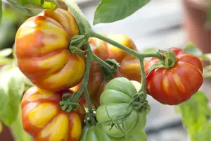 tomaat geel - afbeelding 3