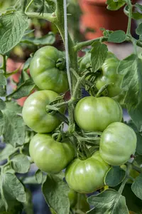 tomaat marmande