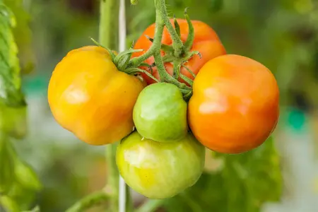 tomaat marmande - afbeelding 2