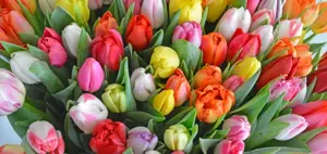 tulpen