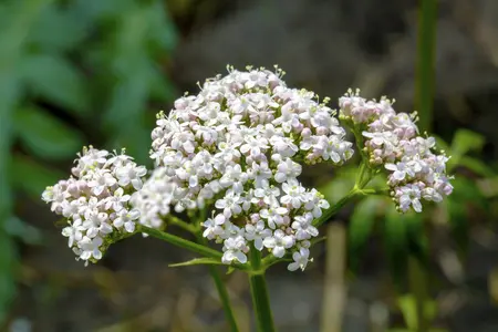 valeriana officinales - afbeelding 3