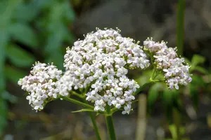 valeriana officinales - afbeelding 3