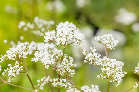 valeriana officinales - afbeelding 4