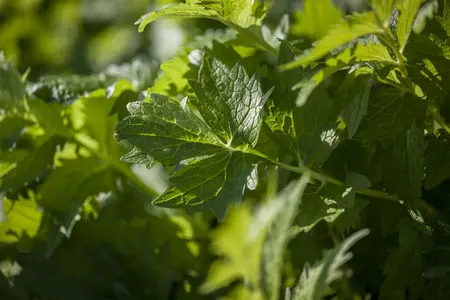 valeriana officinales - afbeelding 1