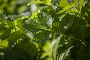 valeriana officinales