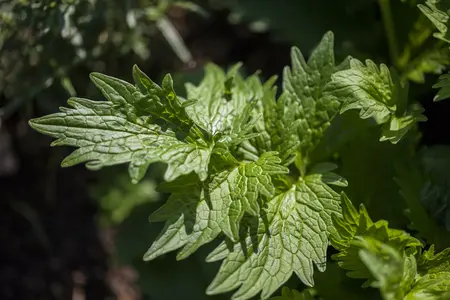 valeriana officinales - afbeelding 2