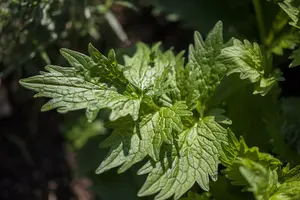 valeriana officinales - afbeelding 2