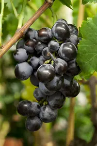 vitis boskoop glory