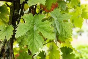vitis muscat d alexandrie - afbeelding 3