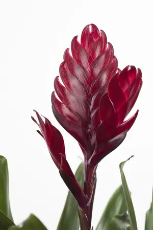 vriesea - afbeelding 4