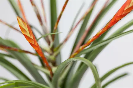 vriesea - afbeelding 5